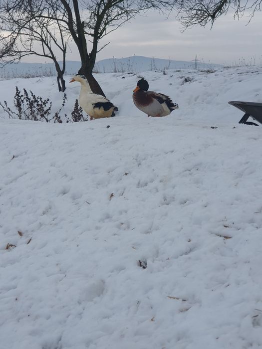 Vând gâște americane și 2 rățoi