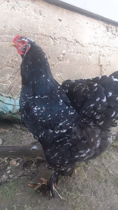 Rațe albe mari și găini brahma