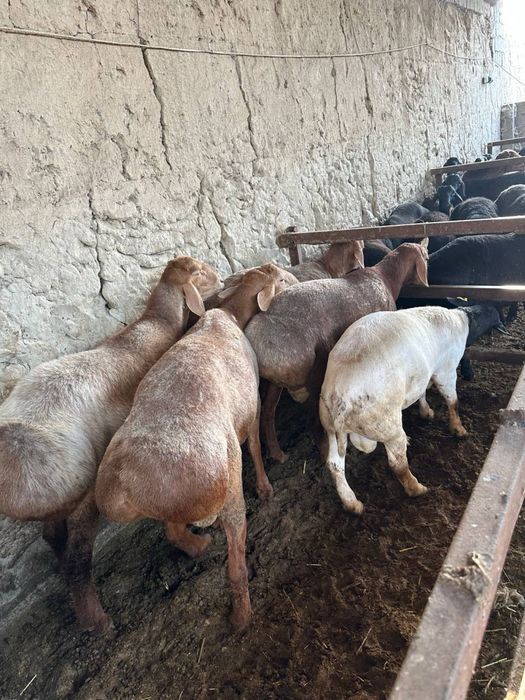 Qurbonlik uchun sifatli va xalol boqilgan quylar