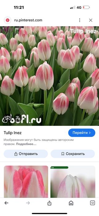 Тюльпаны оптом и в розницу