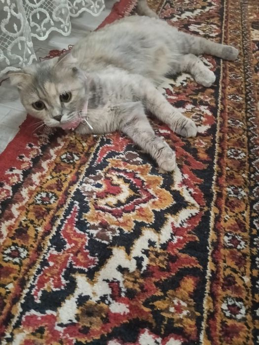 Шатланский Визловуха