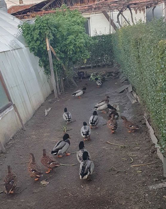 Патици -няколко чифта