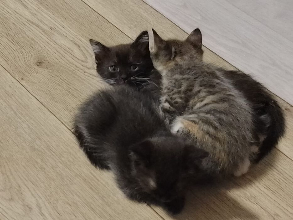 Отдам котят в добрые руки