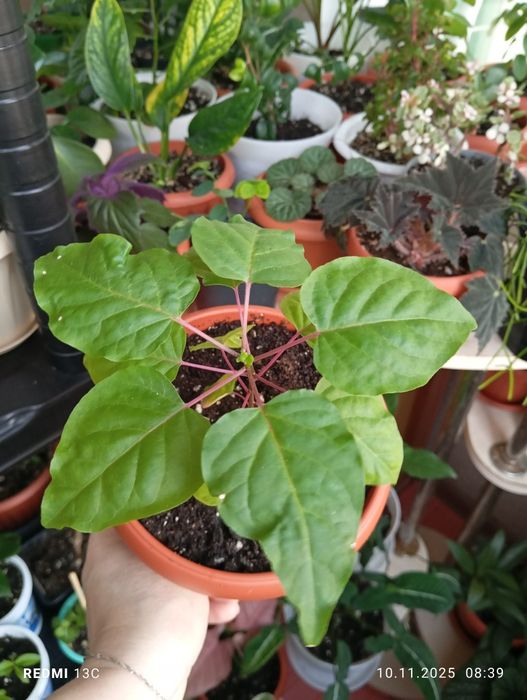 Продам цветы комнатные