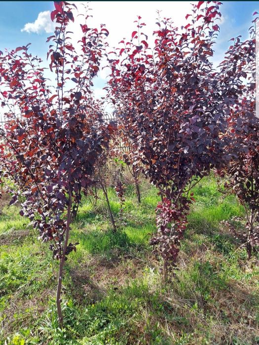 Mesteacăn coaja alba 2m-5m/ tei, stejar, platan, carpen/ catalpa