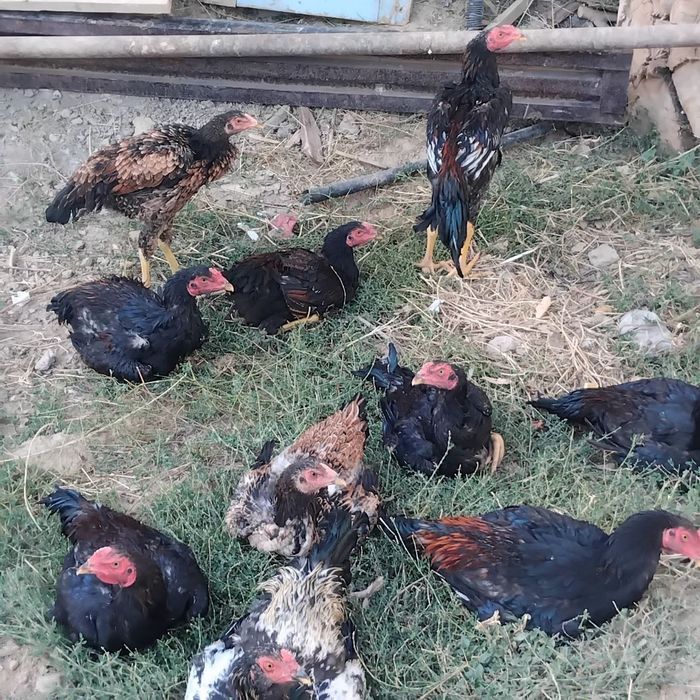 Kulangi horozlar