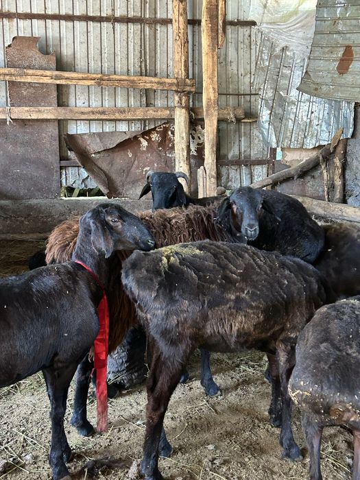 Курбан айтка койлар