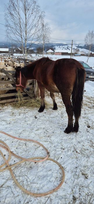 Mânz de un an jumate