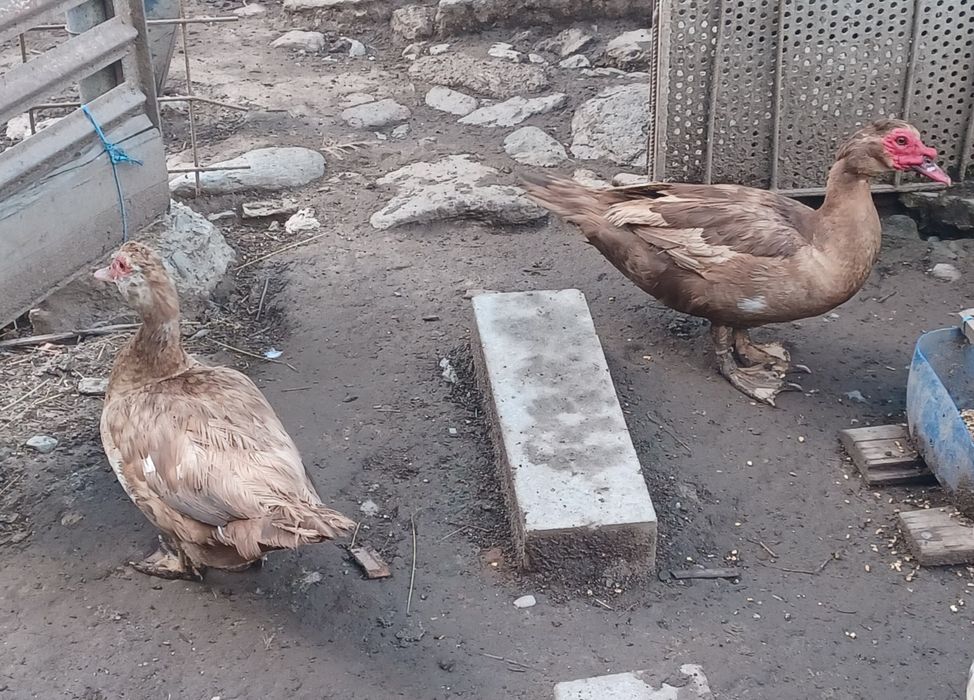 Rațe mute și Boboci