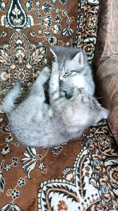 Отдам котят в добрые руки