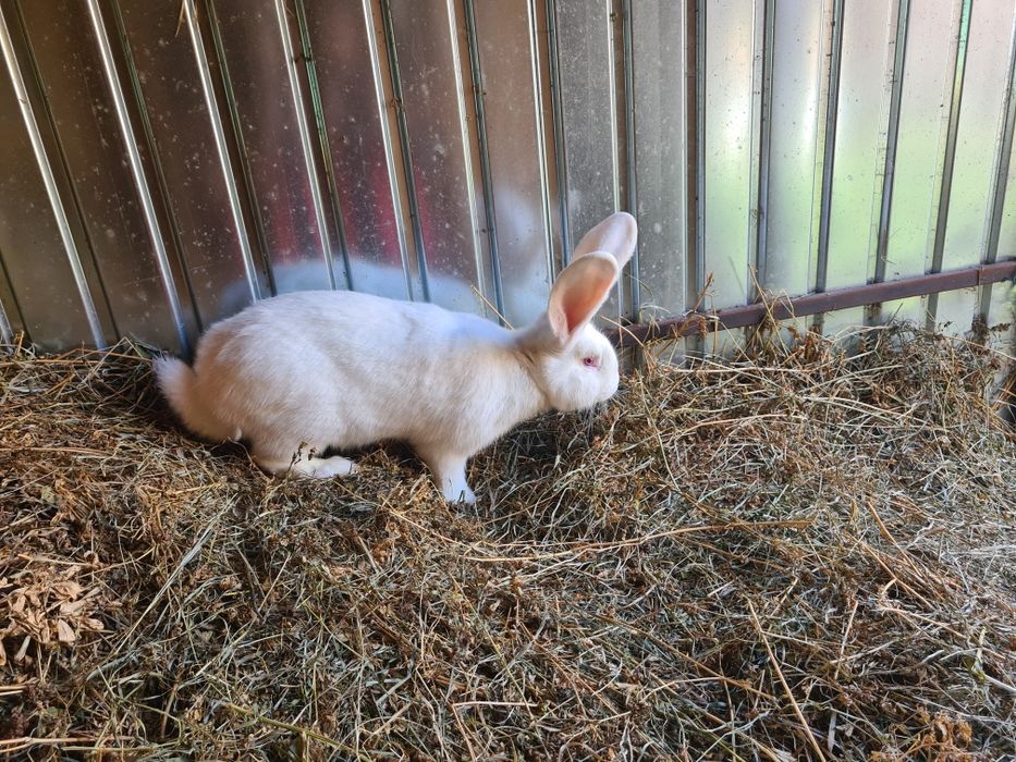 Doua femele iepuri Urias German Alb