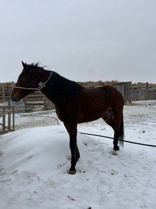 Продается дерзкий жеребец , шусытрый , көкпар , кокпар