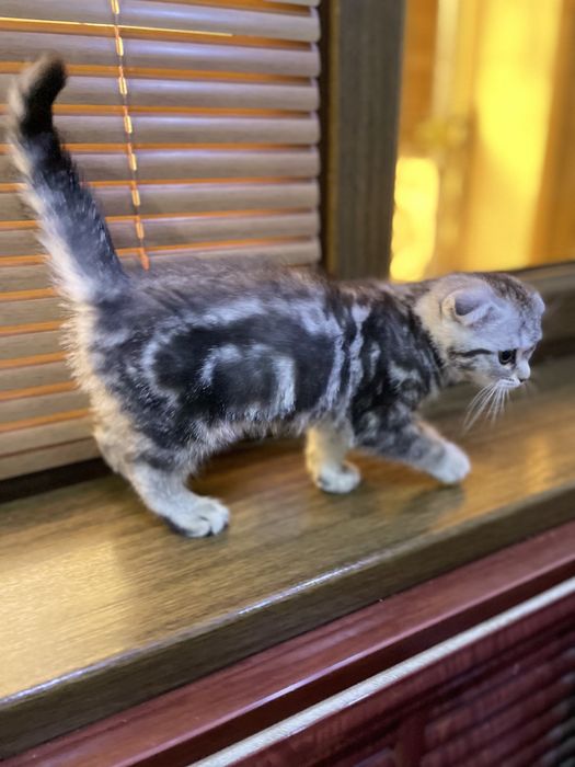 Сотилади скотиш фолд серебристый мрамор