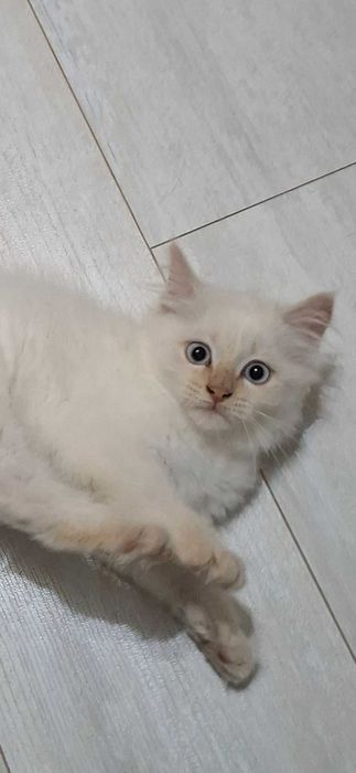 Отдам в добрые руки котенка, мальчик