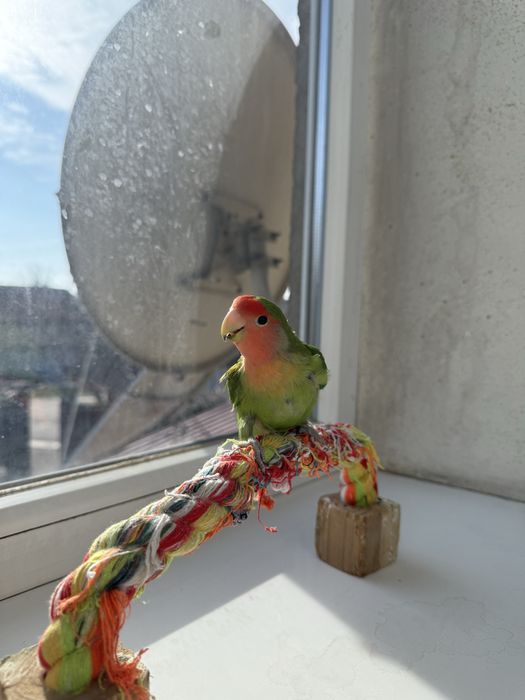 Продам попугаев , можно с клеткой можно без