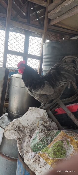 Cocoș Australorp  negru și albastru