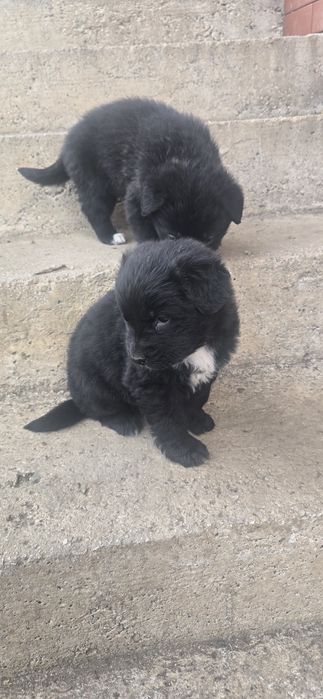 Подарявам кучета Немски овчарки-каракачнки