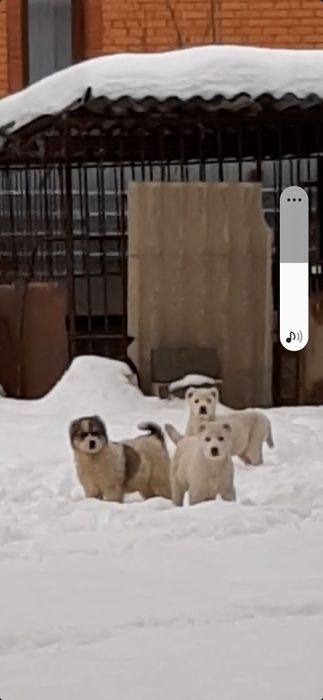 Продам щеков среднеазиадской авчарки