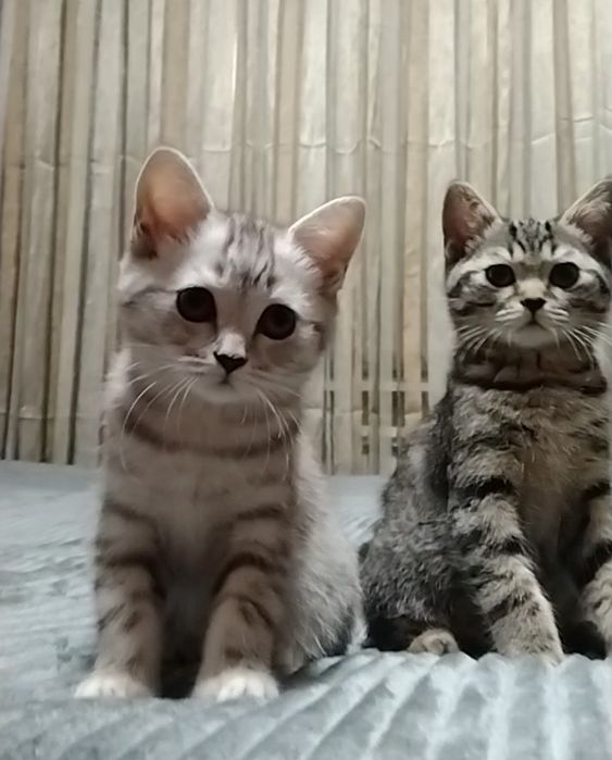 Скоттиш страйт. Мальчик и девочка.