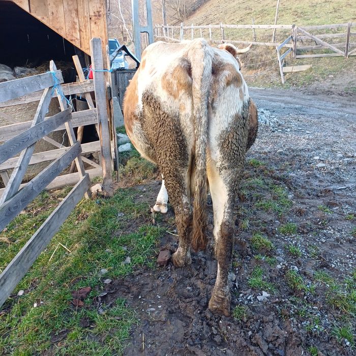 Vand vaca baltata buna de tinut