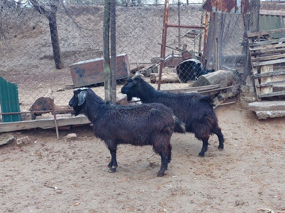 Семіз ірі денелі бойдақ ешкілер сатылады