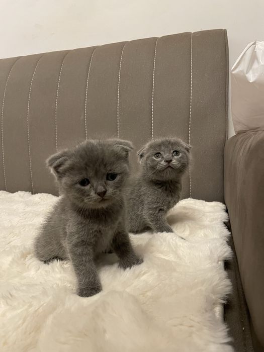 Skotiw foold  3 ta og’il bola 2 ta qz bola latoka organiwdi