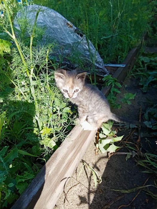 Котята срочно ищут  дом!