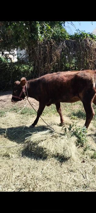 7,8 айлык ургашы тана сатылады