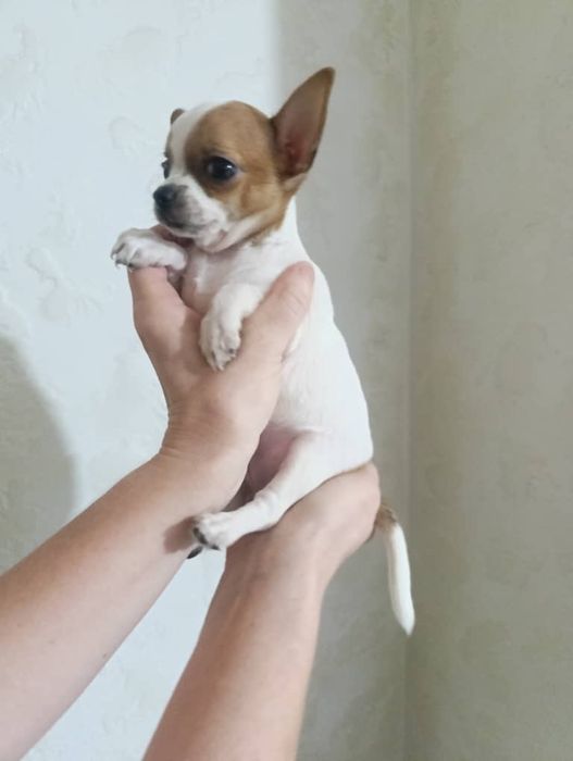 Продам щенков чихуахуа