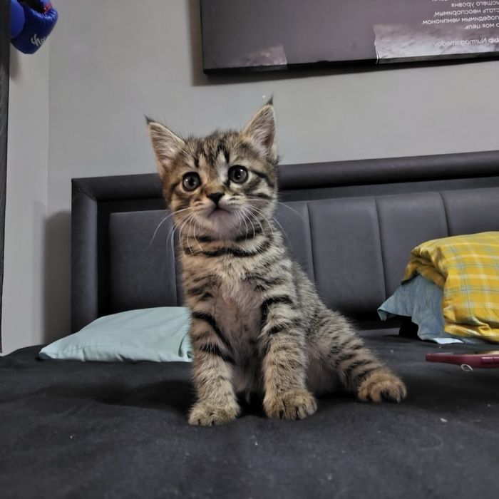 Aka-Uka Mushukchalar