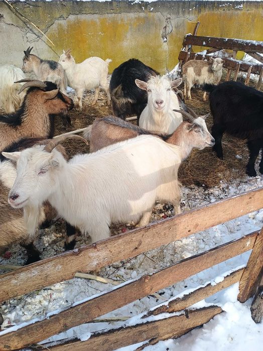 Vând 4 capre și un țap