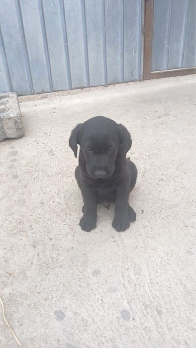 Labrador Retriever
