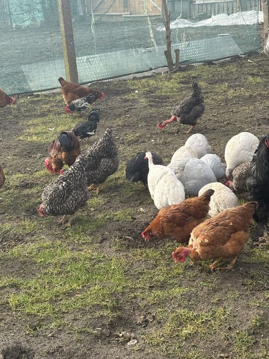 Vand oua incubat sau consum, de la rase de mai jos!, Super pret !!