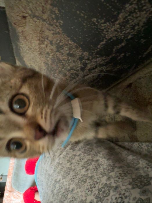 отдам котенка в хорошые руки