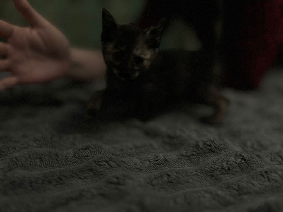 Отдам котят/Mushuklarni beraman