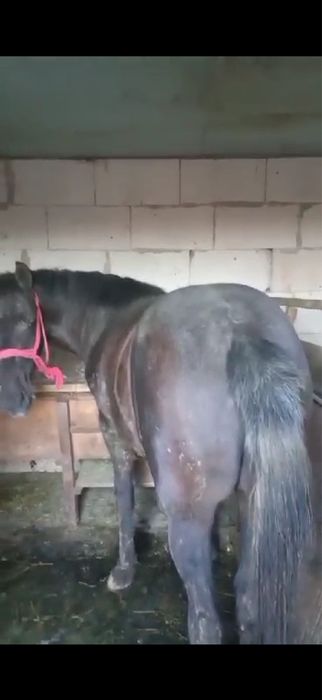 Vand iapa si manaz