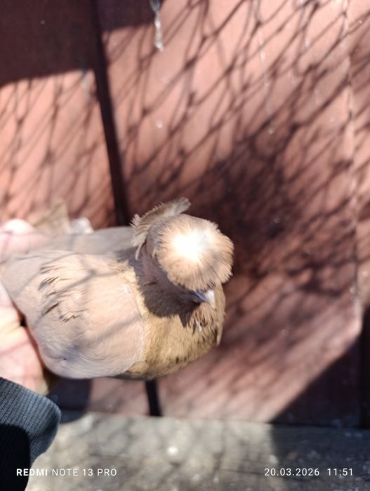 Голубь жёлтый самец