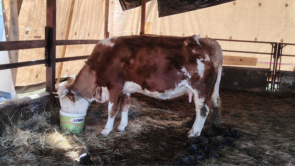 Vaca gestanta de vanzare