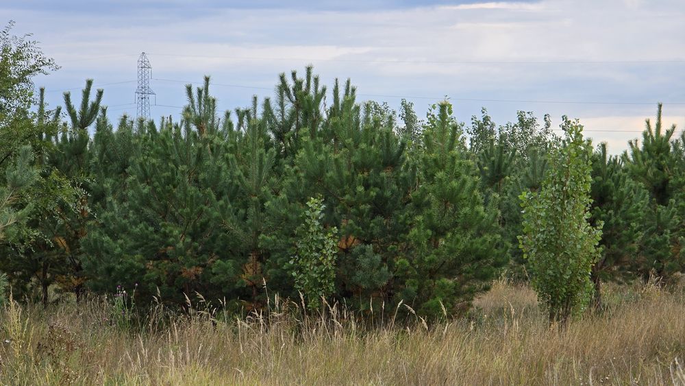 Сосна обычная крымская