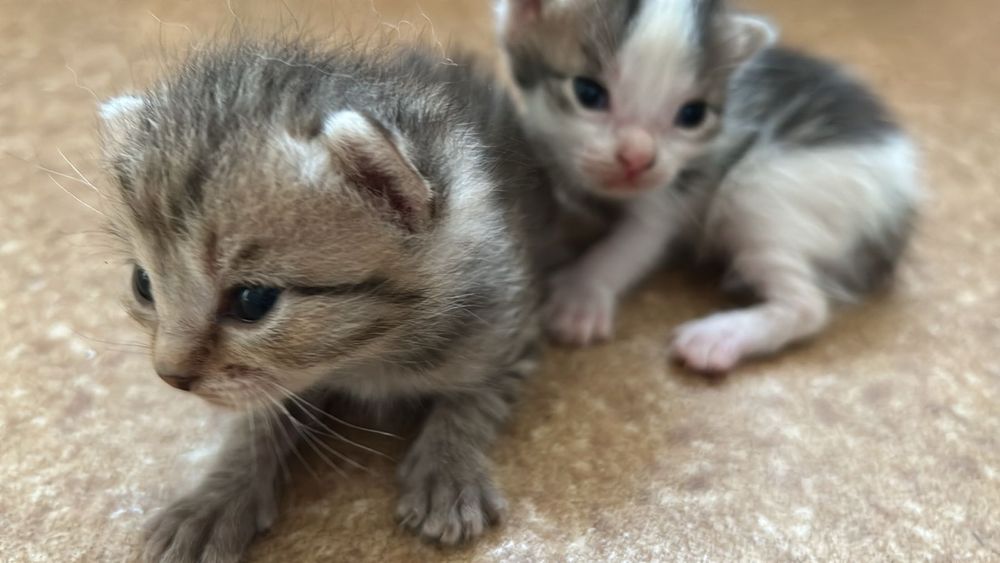 Живот ные котята