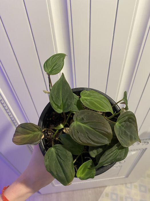 Филодендрон миканс