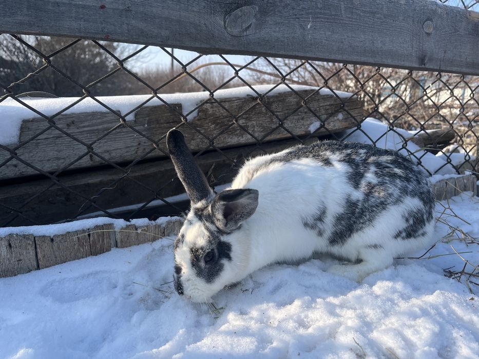 Продам кроликов.