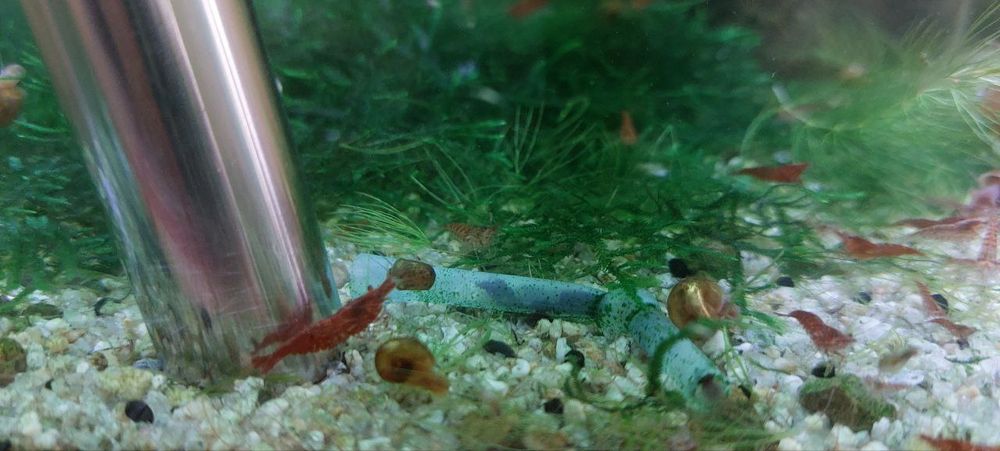 Криветки вишня не прихатливая