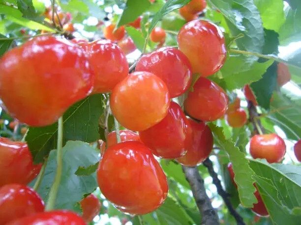 Смородина, черешня, малина саженцы