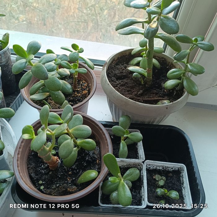 Комнатные растения