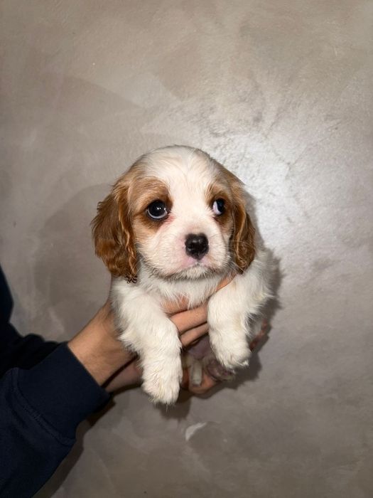 King Charles Spaniel