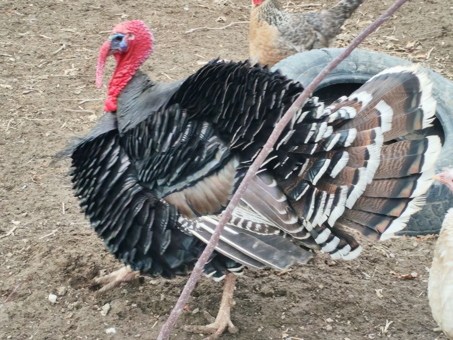 1 қораз, 2 мекен индюки