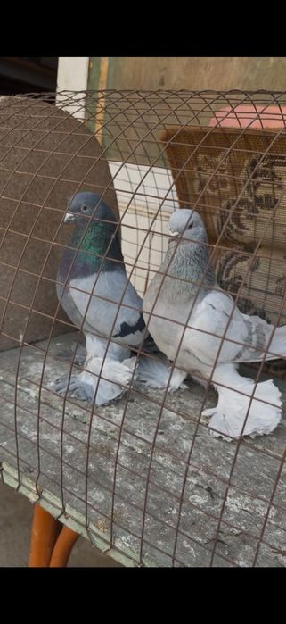 Голуби на гребле