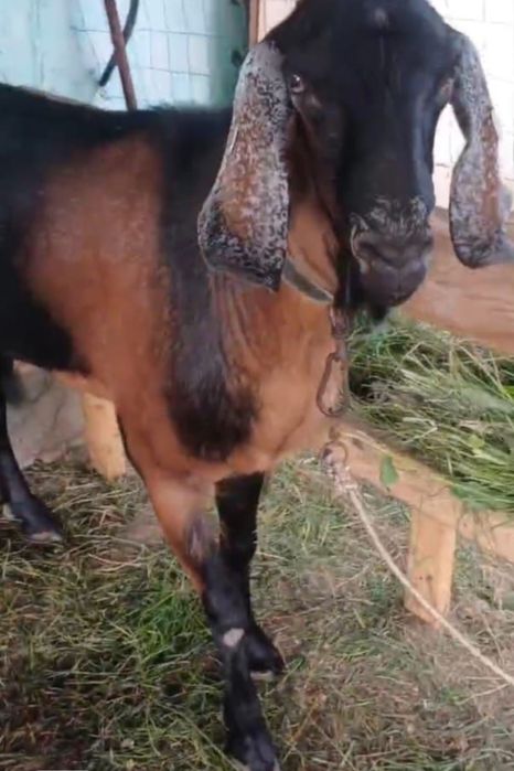 De vânzare țap anglonubian  ,preț negociabil