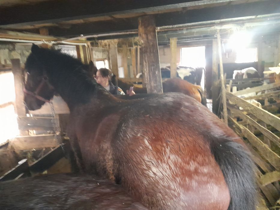 Mânza  si mânz de vânzare